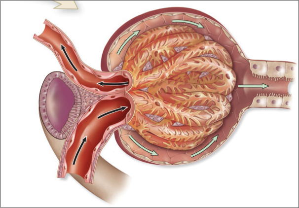 <p>glomerular capillary bed</p>