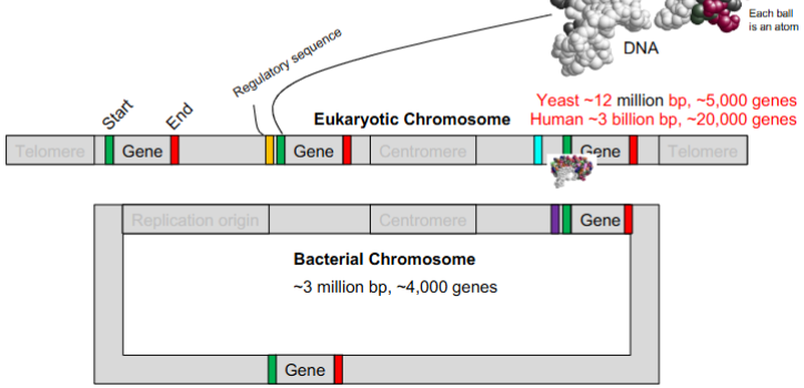 <ol><li><p>where to <strong>start </strong>transcription</p></li><li><p>where to <strong>end</strong></p></li><li><p>how <strong>often </strong>to transcribe</p></li></ol><p></p>
