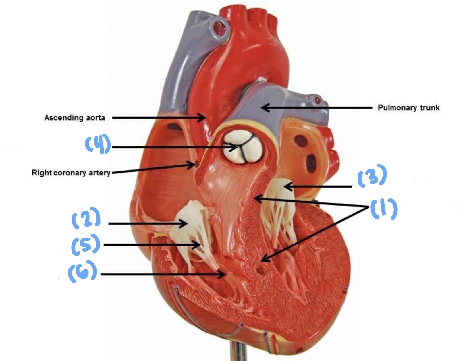 <p>Identify 2</p>