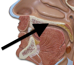 <p>Identify structure</p>