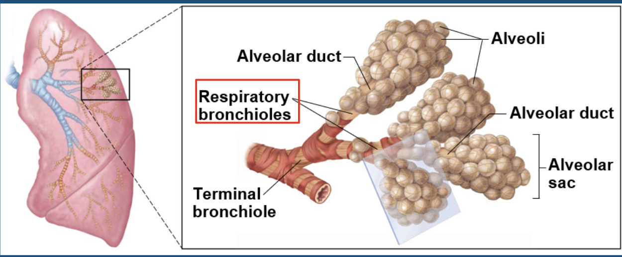 <p>alveoli</p>