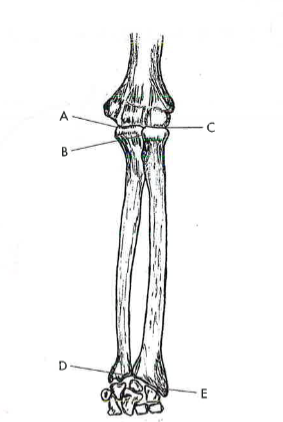 <p>E</p>