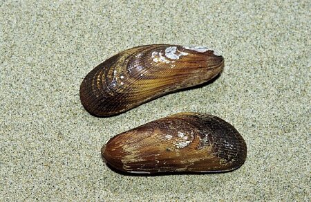 <p>Ribbed Mussel </p>