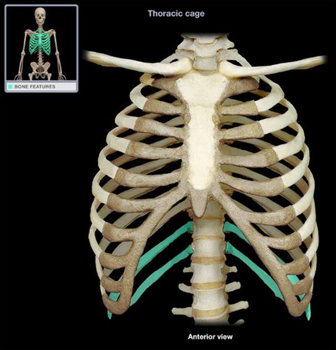 <p>11-12 do not attach to sternum</p>