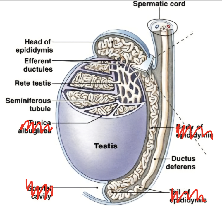 <ul><li><p>Paired male gonads located within the scrotum.</p></li><li><p>Divided into <strong>lobules</strong> and suspended in the scrotum by the spermatic cord.</p></li><li><p>Testes contain 2 main cells:</p><ul><li><p><strong>Sertoli cells</strong> (produce sperm)</p></li><li><p><strong>Leydig cells (</strong>produce testosterone - required for sperm production<strong>)</strong></p></li></ul></li></ul><p></p><ul><li><p><strong>Seminiferous tubules</strong> (produce sperm) → <strong>Straight tubules</strong> (channel sperm) → <strong>Rete testis</strong> (collects sperm) → <strong>Efferent ducts</strong> (transport sperm) → <strong>Epididymis</strong> (stores and matures sperm).</p></li></ul><p></p>