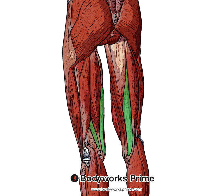 <p>Flexes knee, extend and medial rotation of thigh at hip </p>