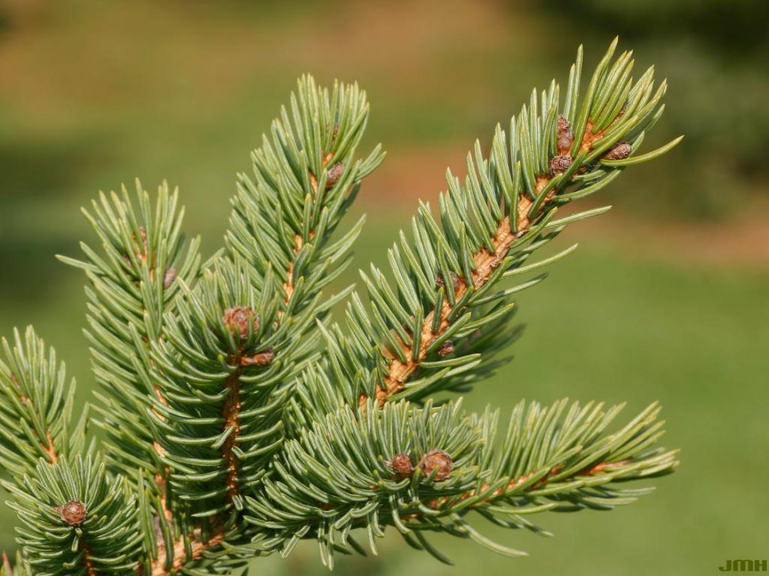 <p>White spruce</p>