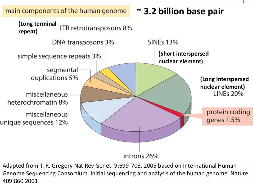 <p>What were the main components of the human genome estimated from the Human Genome Project?</p>