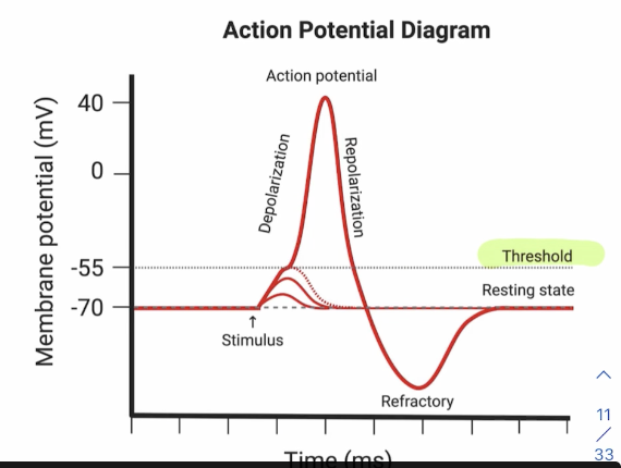 <p>Rapid change in the membrane potential that exists across a membrane, dictated by relative ion ratios in the intracellular/extracellular spaces, finishing at the axon terminal of the presynaptic neuron </p><p>Na+/K+, all or nothing (either has one or doesn’t)</p>