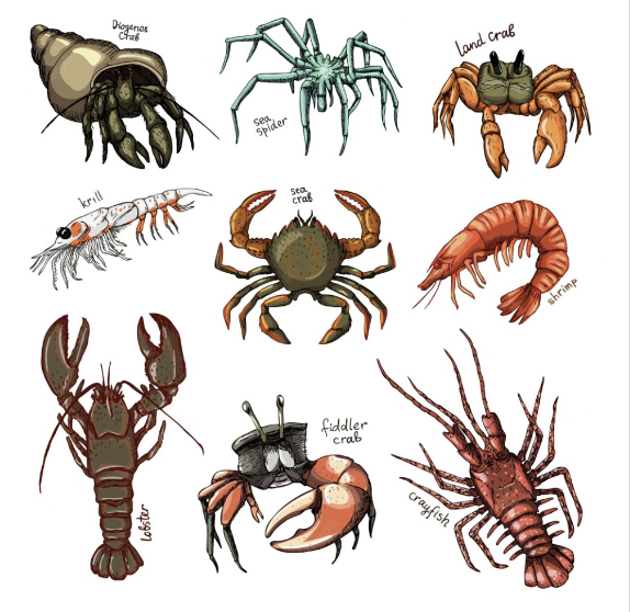 <p>crayfish, crabs, barnacles, shrimp, lobsters</p>