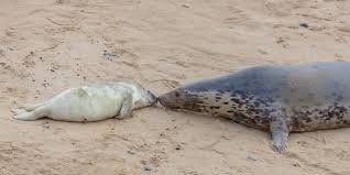 <p>Gray seal</p>