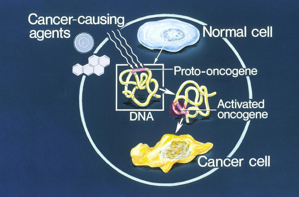 <p><strong>Gene Alterations: </strong>Proto-Oncogenes ("Gas Pedal")</p>