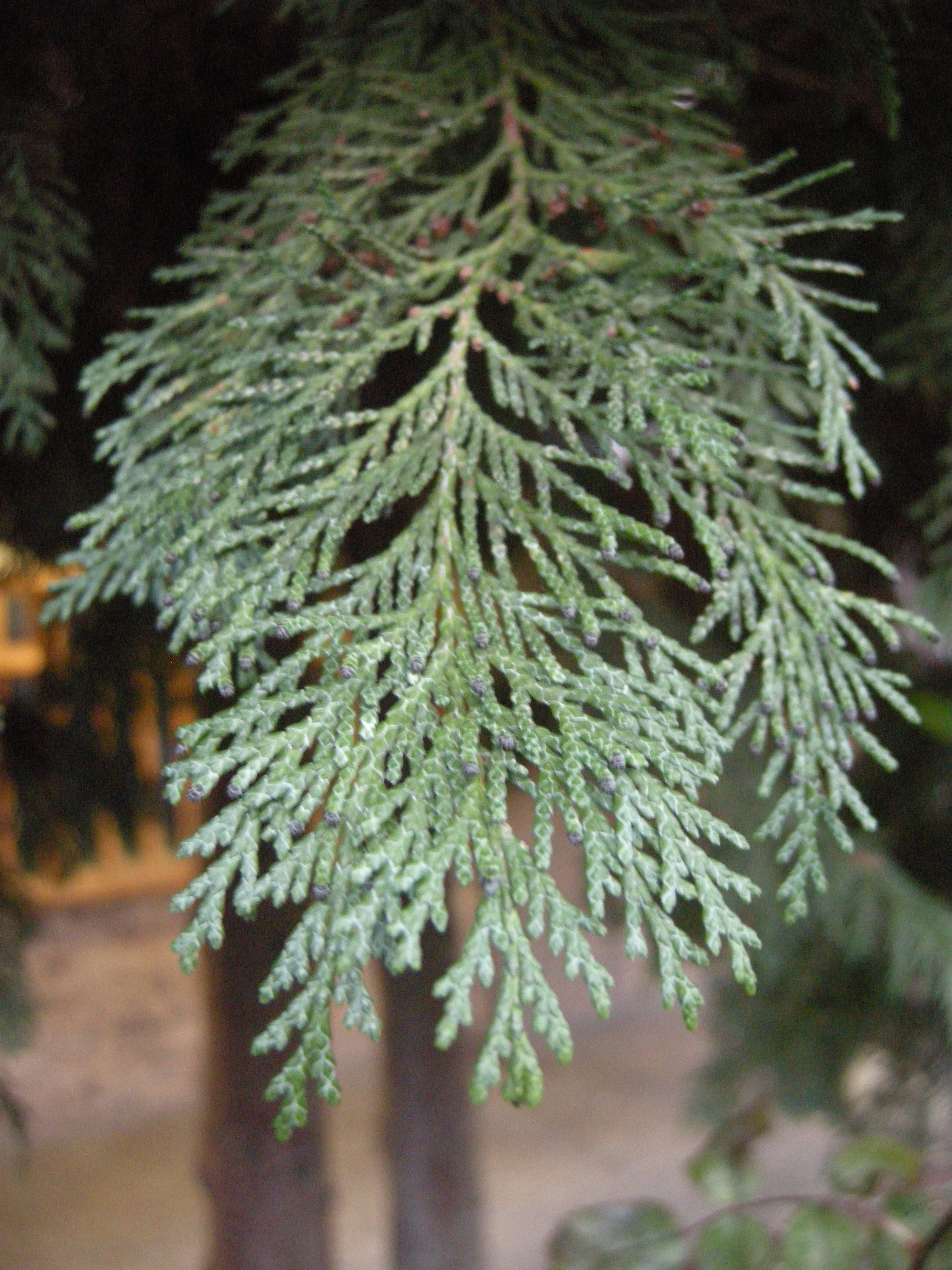 <p>Commonly called Leyland cypress; fast-growing hedging plant, reaching 40-50 ft tall with very round scales.</p>