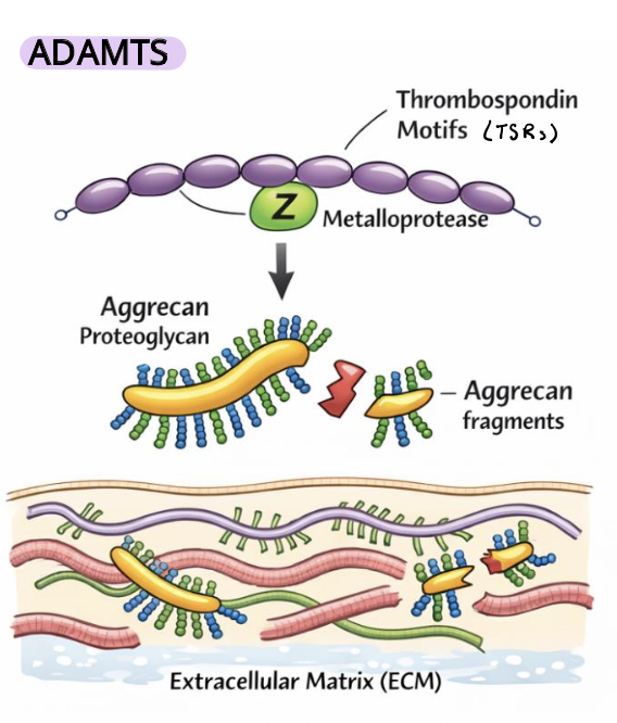 <p><strong><em>soluble</em></strong> (not membrane-bound) MMPs that function in the extracellular space to remodel the ECM </p><ul><li><p><span>regulate ECM turnover and mechanical properties </span></p><ul><li><p><span>control tissue stiffness, elasticity, and cell–matrix signaling environments</span></p></li></ul></li></ul><ul><li><p><span style="color: rgb(204, 133, 255);"><strong><u>Thrombospondin motifs (TSRs)</u></strong></span><span> mediate ECM interactions and substrate specificity</span></p><ul><li><p><span>they cleave key ECM components such as proteoglycans (e.g., aggrecan) and other matrix proteins,</span></p></li><li><p><span>key roles in development and tissue organization, including bone/cartilage and vasculature (affected in disease)</span></p></li></ul></li></ul><p></p>