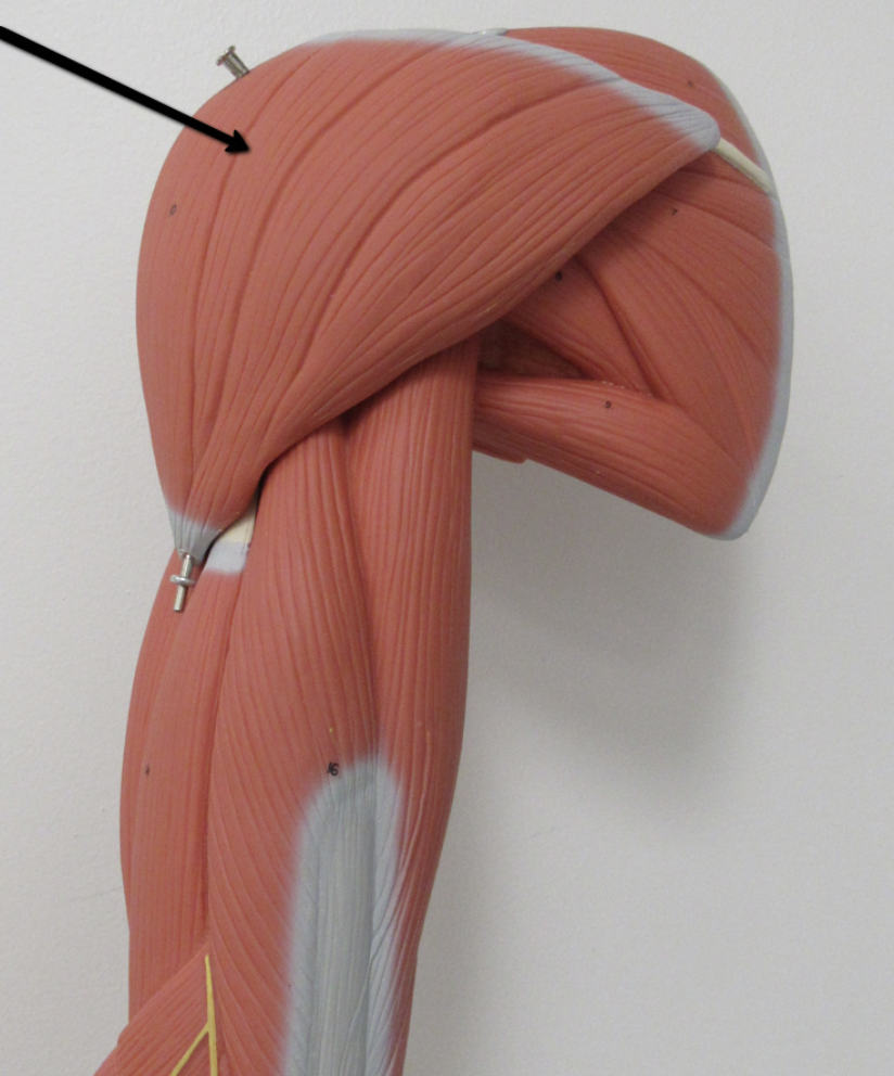 <p><span>Identify the muscle indicated by the pointer.</span></p>