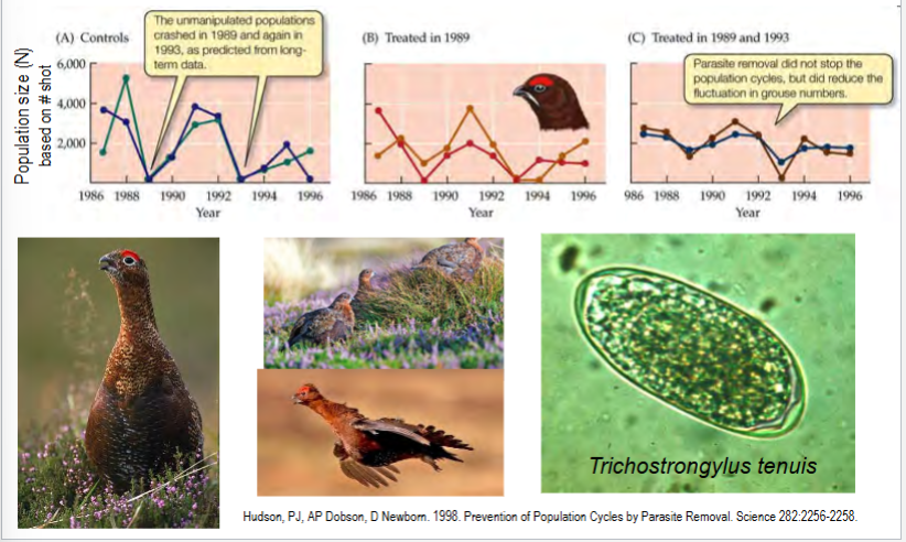 <p>4-year fluctuations of red grouse populations</p><p>possibly due to parasitic nematodes</p><p>in a study, parasite removal (via vaccination) reduced fluctuation (but did not completely stop population cycles)</p>