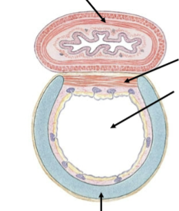 <p>Located on the posterior portion of the tube, which comes into contact with the esophagus. Allows for easy expansion of the tube when swallowing large pieces of food, so we don’t feel the food moving down against cartilage ridges when eating. </p>