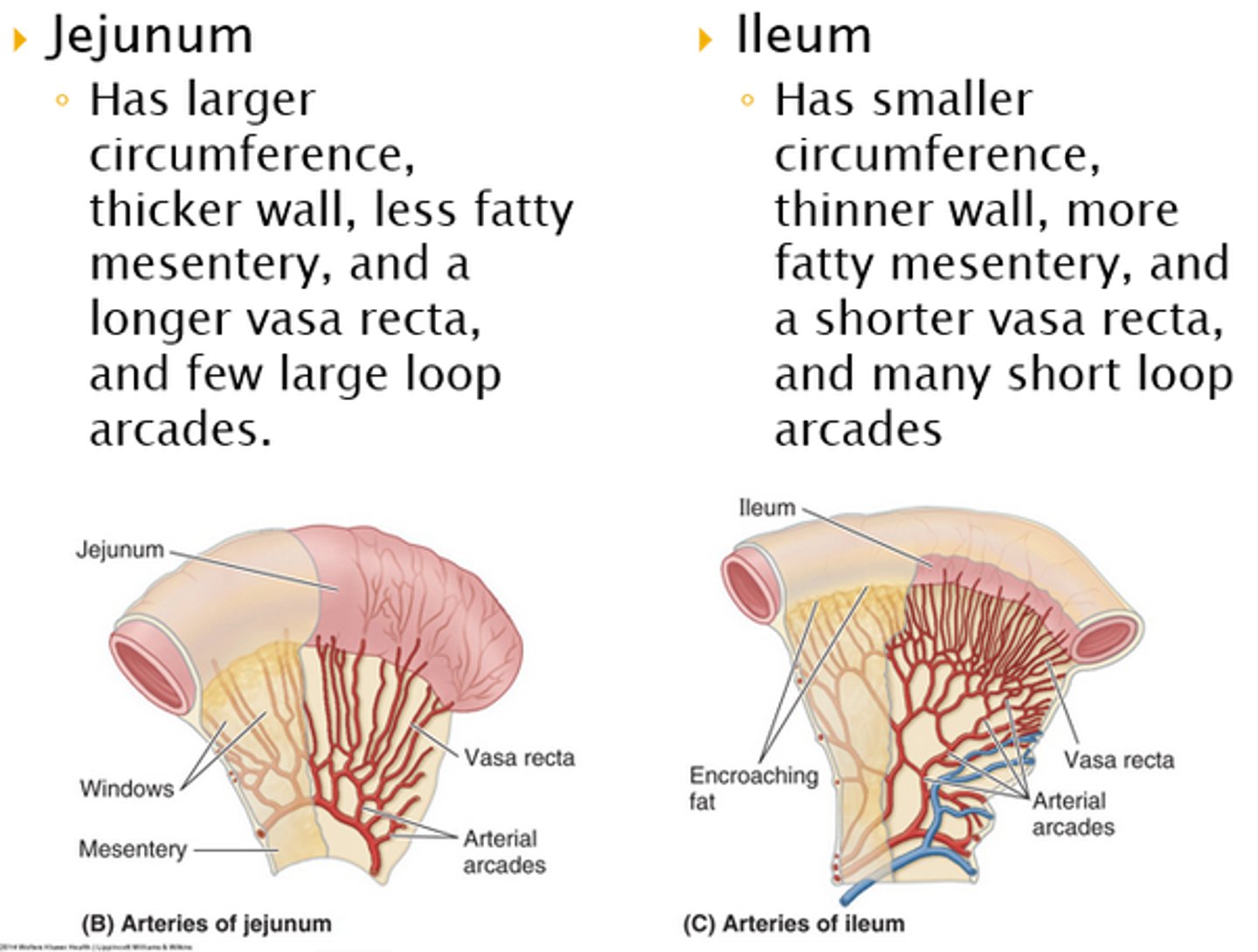 <p>jejunum has less encroaching fat in mesentery, less complex arcades (arterial structures) --> larger "clear windows", longer vasa recta, and more plicae circulares inside</p><p>ileum has more complex arcades --> smaller "clear windows", shorter vasa recta, and more Peyer's patches (secondary lymph structures) inside</p>
