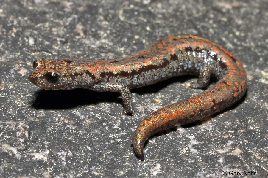<p>Plethodontidae<br>Batrachoseps robustus<br>Kern Plateau Slender Salamander</p>