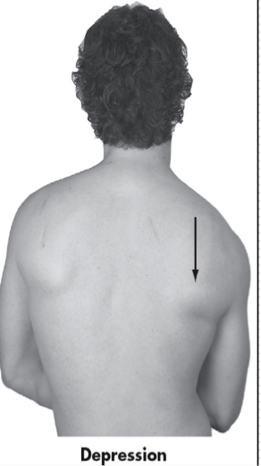 <p>Downward or inferior movement, as in returning to neutral position </p><p>Frontal Plane </p>