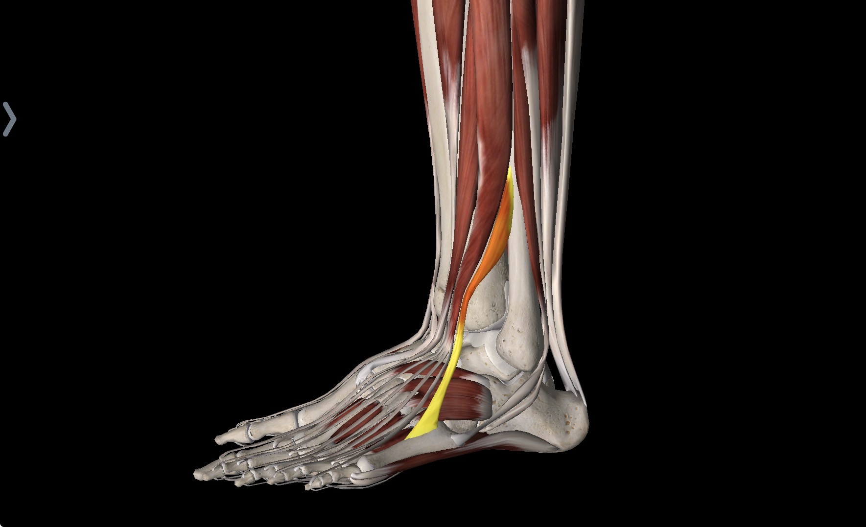 <p>What muscle is this? OIA innervation and artery </p>
