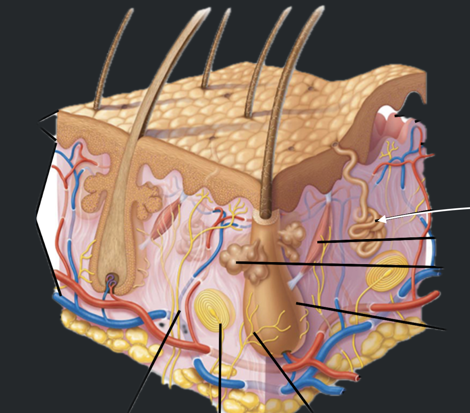 term image