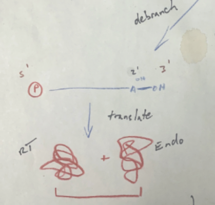 <p>Seems to be a catch 22; however, before the RNA intron begins inserting itself into a DNA duplex, it can unbranch itself from the lariat form and be translated by a ribosome, coding for RT and Endonuc. It can then re-loop, and go and attack a DNA duplex, with the help of the proteins it just coded for, and proceed with insertion like normal. </p>
