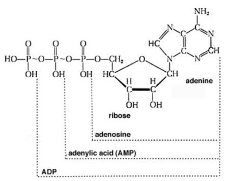 <p><strong>L</strong>oss of</p><p><strong>E</strong>lectrons</p><p><strong>O</strong>xidation Reaction </p><p></p><p><strong>G</strong>ain </p><p><strong>E</strong>lectrons</p><p><strong>R</strong>eduction Reaction</p>