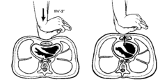 <p>at least 2 inches, but not more than 2.4 inches (5-6 cm)</p>