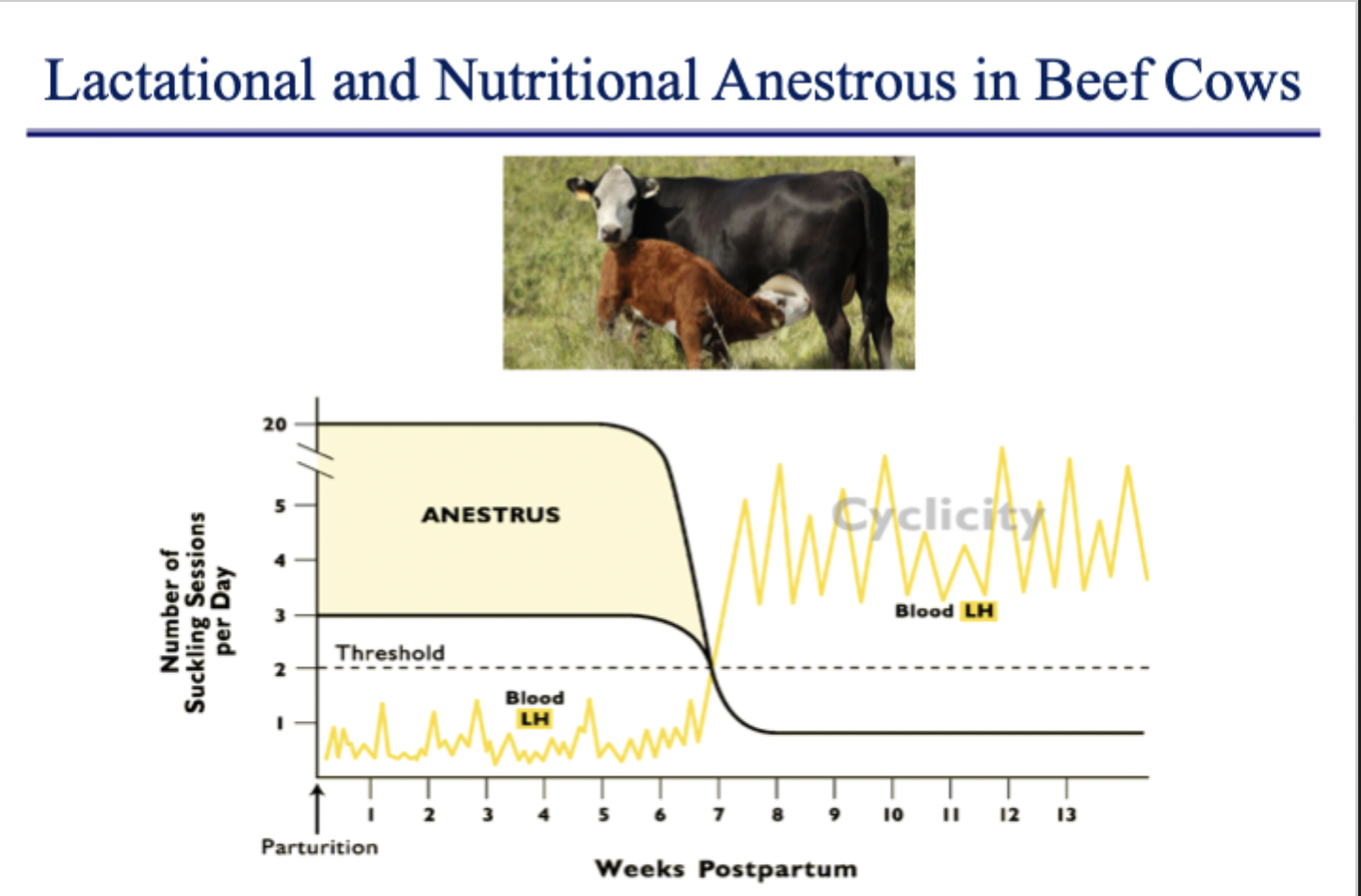 <p>2 slides - respond physiologically by presence of calf </p>