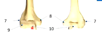 <ul><li><p>capitulum (9): lateral forearm bone attachment</p></li><li><p>trochlea (10): medial forearm bone attachment</p></li></ul><p></p>