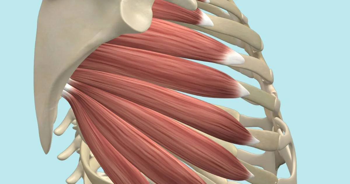 <p>fan-shaped muscle on lateral rib cage assisting in upward arm rotation </p>