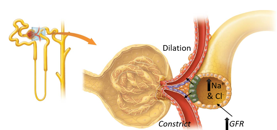 <p>As the glomerular filtration rate <strong>(GFR) increases</strong> → <strong>volume </strong>of the filtrate flowing through the renal tubule <strong>increases </strong>→ <strong>more Na<sup>+</sup> and Cl<sup>-</sup> ions</strong> are <strong>absorbed </strong>into the macula densa </p>