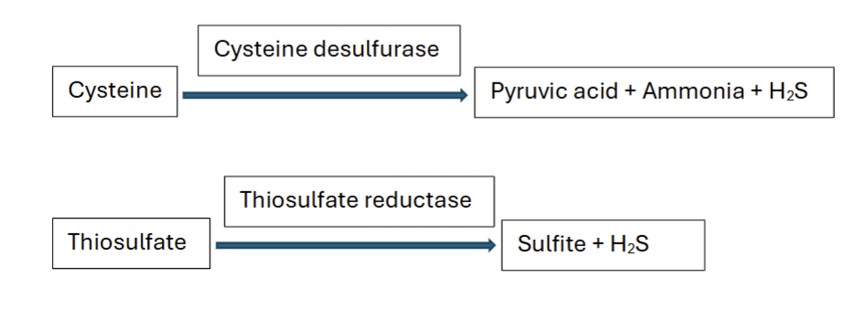 <ul><li><p>cysteine = food</p></li><li><p>thiosulfate = final electron acceptor</p></li></ul><p></p>