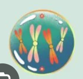 <p><br><span>Mitosis: Genetic material of the cell forms tightly coiled chromosomes, and the nuclear membrane begins to break up. Microtubules form the mitotic spindle at opposite ends of the cell.</span></p>