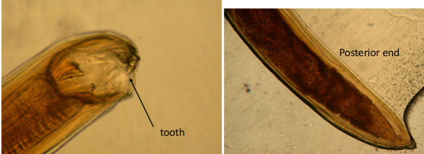 <p>What is the kingdom, phylum, order, and family of this parasite</p>