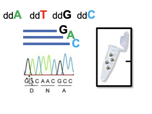 <p>dye terminator sequencing</p>