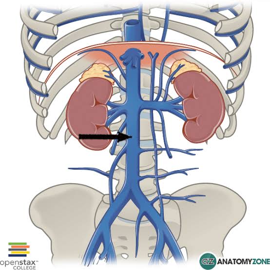 <p><span><span>the largest vein in the body that carries deoxygenated blood from the lower limbs, pelvis, and abdomen back to the heart. It runs along the right side of the vertebral column and empties directly into the </span></span><a target="_blank" rel="noopener noreferrer nofollow" class="link" href="chatgpt://generic-entity?number=0" data-prevent-progress="true"><span><u><span>right atrium</span></u></span></a><span><span>.</span></span></p>