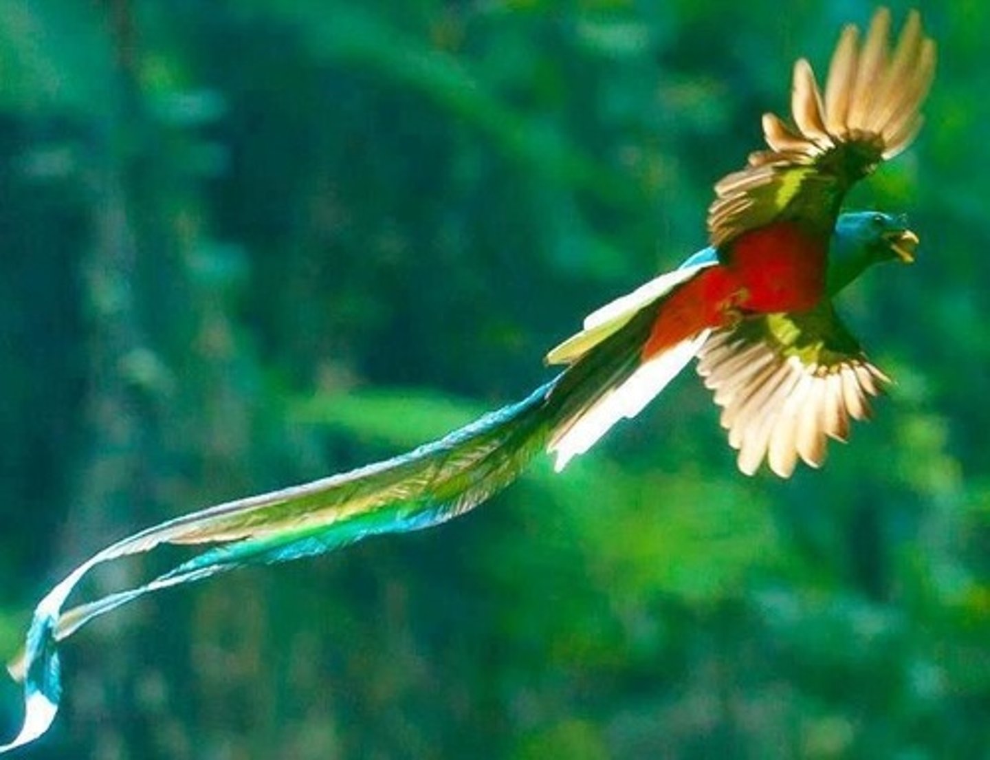 <p>(nature English) loài chim quý hiếm Ví dụ: We spotted a rare bird in the forest.</p>