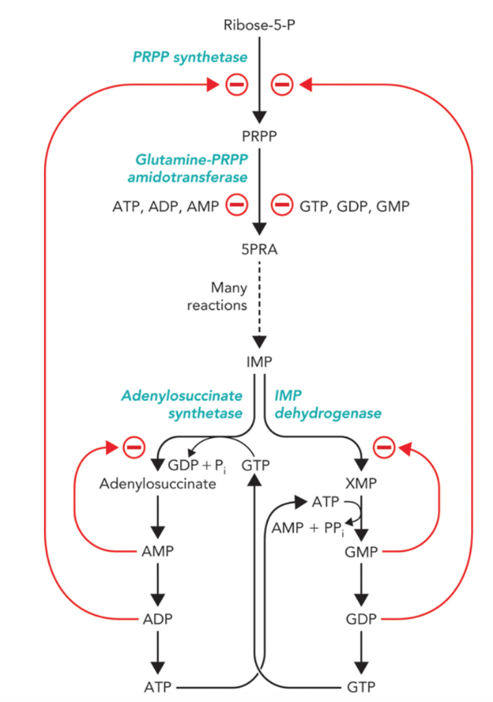 <p>A vital pentose phosphate compound used in cellular metabolism, acting as a key precursor in the biosynthesis of purine and pyrimidine nucleotides (DNA/RNA building blocks).</p>