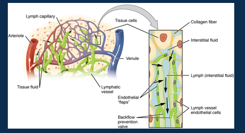 <p>Thoracic duct</p>