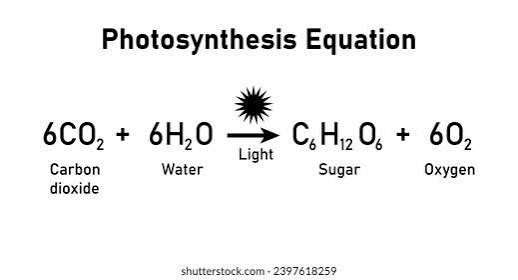 <p>6CO<sub>2</sub> + 6H<sub>2</sub>O —(light)—> C<sub>6</sub>H<sub>12</sub>O<sub>6</sub> + 6O<sub>2</sub></p>