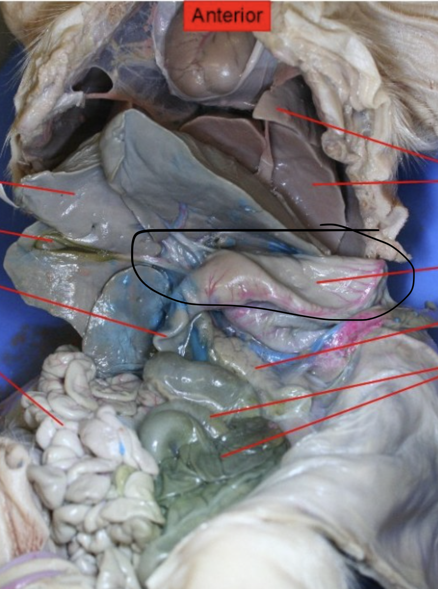 <p>Identify the Organ</p>