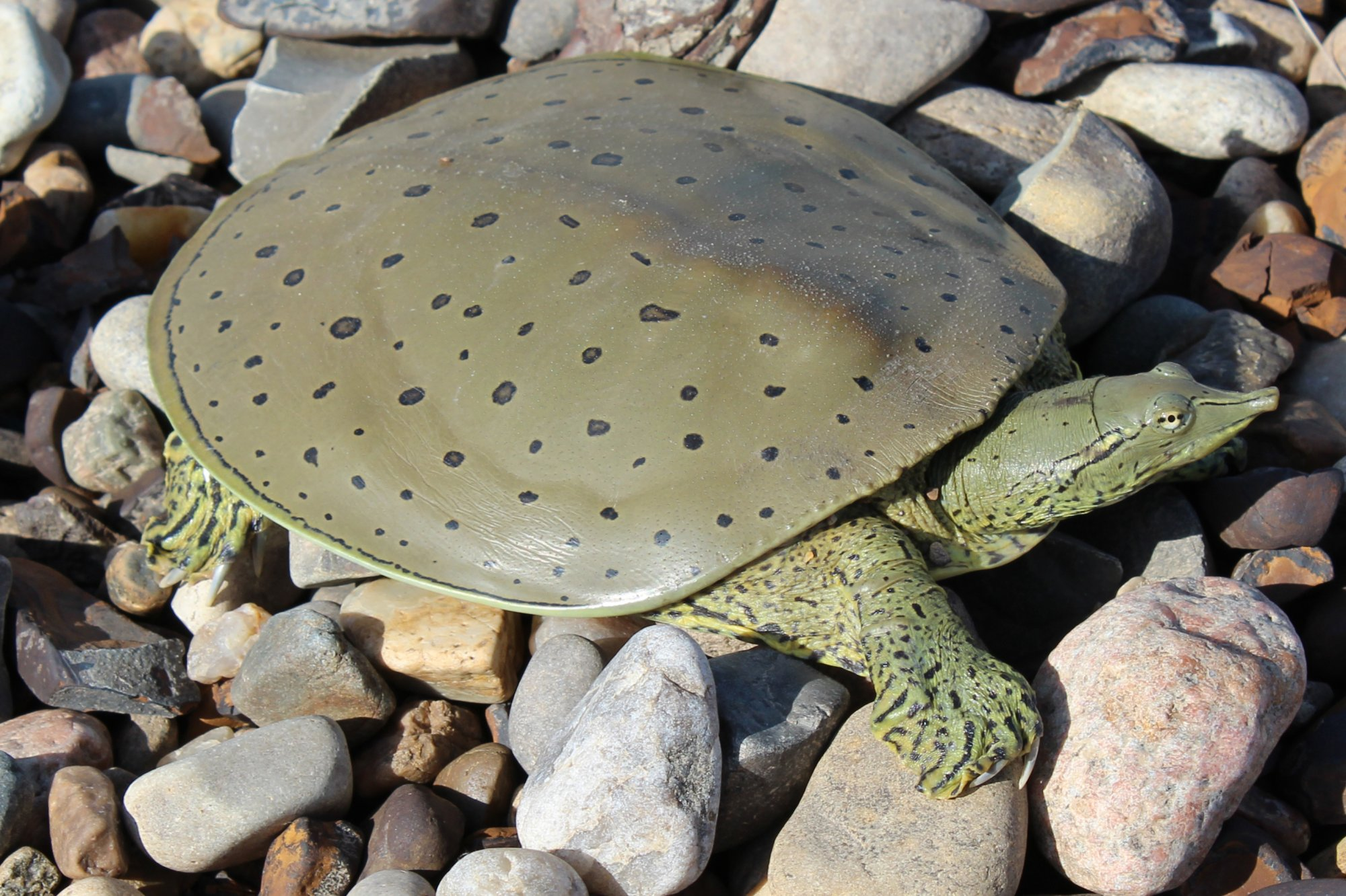 <p>Spiny Softshell</p>