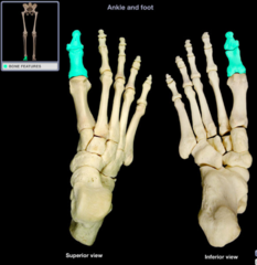 <p>Great toe/big toe</p>