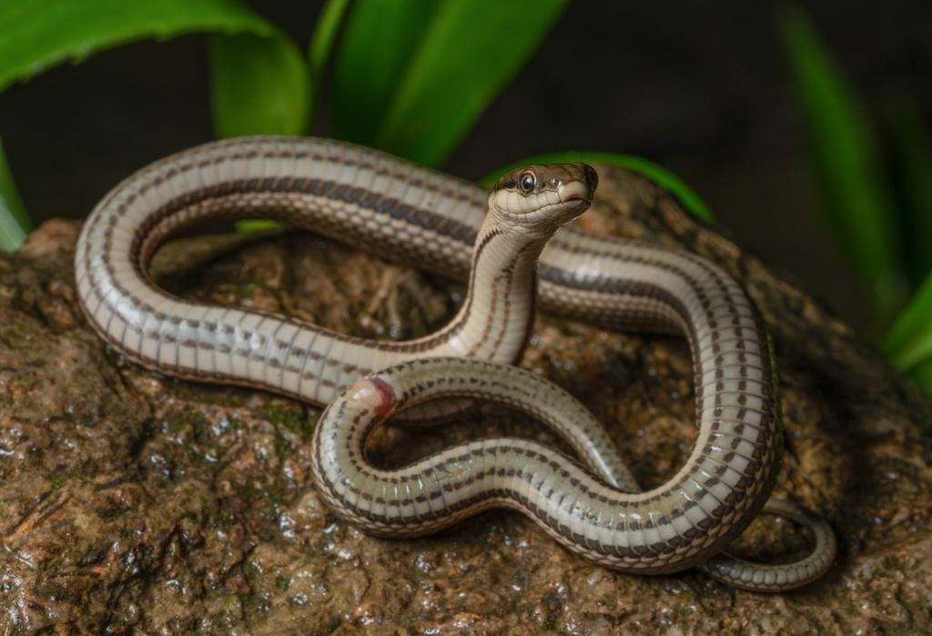 <p>Mistaken for Gartersnakes</p>