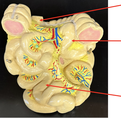 <p>Ileum</p>