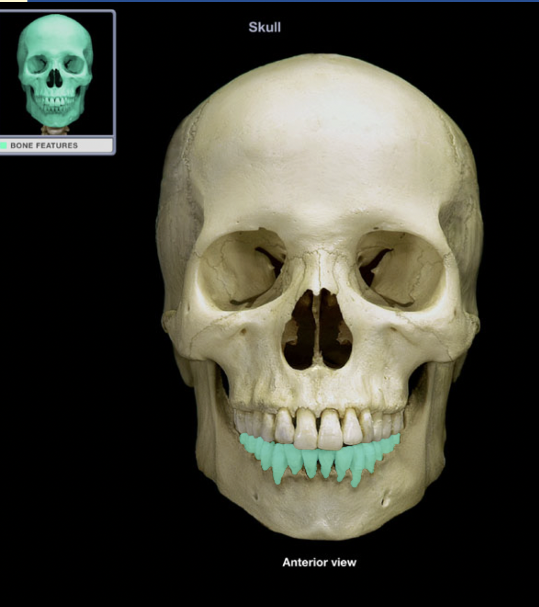 knowt flashcard image
