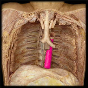 <p>part of the aorta the descends from the aortic arch through the thorax to the diaphragm</p>