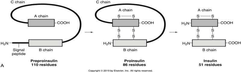 <p>insulin exists as preproinsulin (110 residues) —→ modified and becomes proinsulin (86 residues) —> modified and becomes insulin (51 residues) </p>